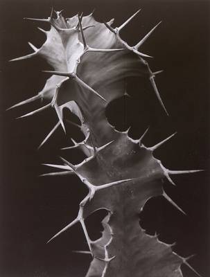 Euphorbia grandi cornis
