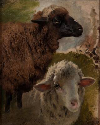 Brauner Hammel und weißes Schaf